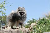 SPITZ ALLEMAND 119